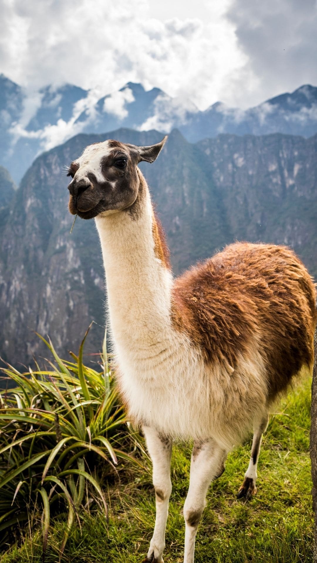 peru () Copia