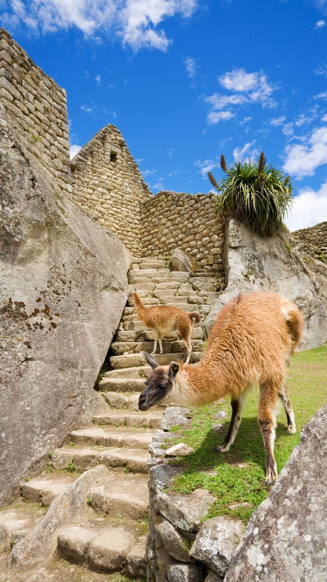 peru ()