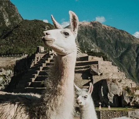 peru ()
